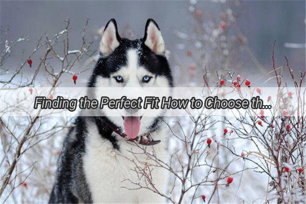 Finding the Perfect Fit How to Choose the Right Size Dog Collar and Leash for Your Pups Joyful Walks